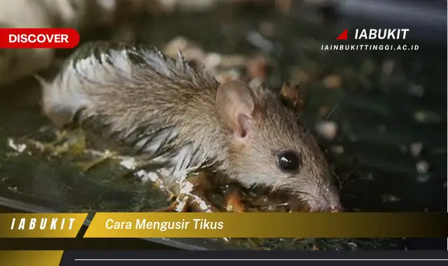 Intip Rahasia Mengusir Tikus Yang Bikin Kamu Penasaran