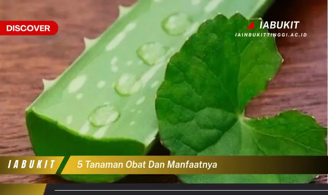 Intip Tanaman Obat Yang Jarang Diketahui Manfaatnya Discover