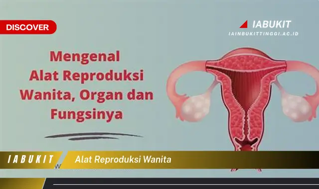 alat reproduksi wanita