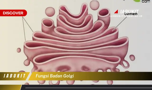 fungsi badan golgi