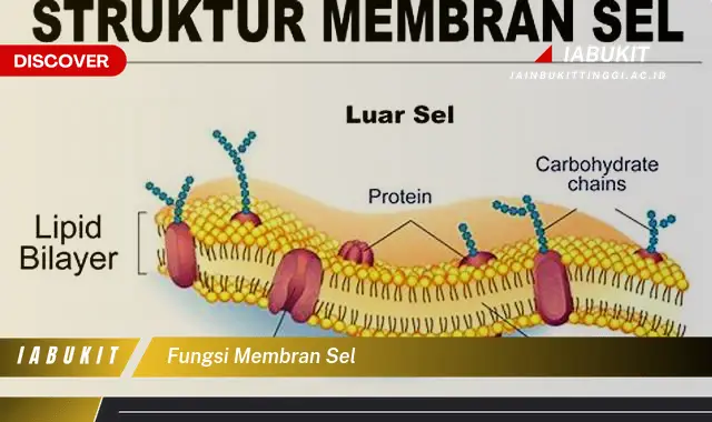 fungsi membran sel