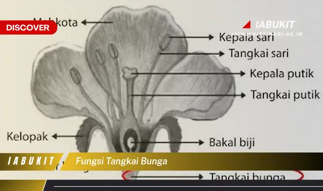 fungsi tangkai bunga