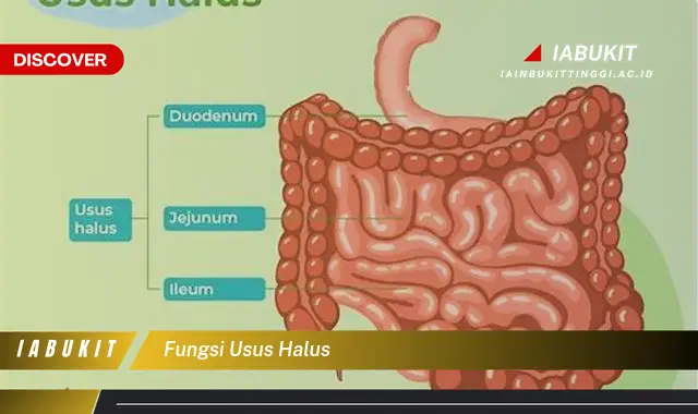 fungsi usus halus