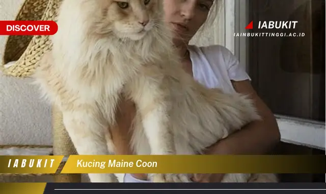 kucing maine coon kucing maine coon