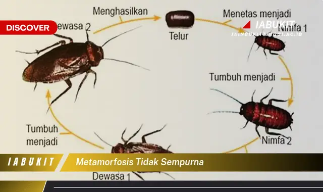 metamorfosis tidak sempurna