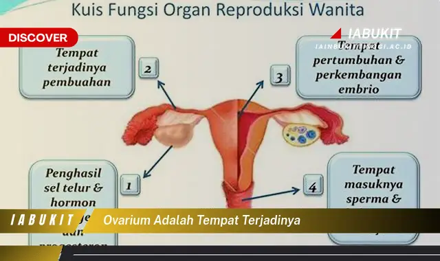 Intip Rahasia Ovarium: Tempat Ajaib Terjadinya Hal Tak Terduga