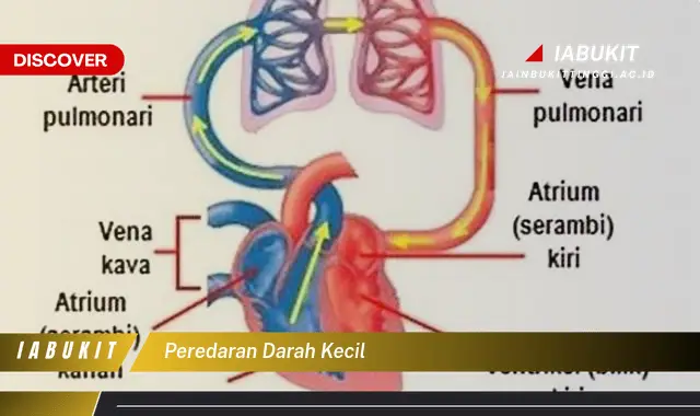 peredaran darah kecil