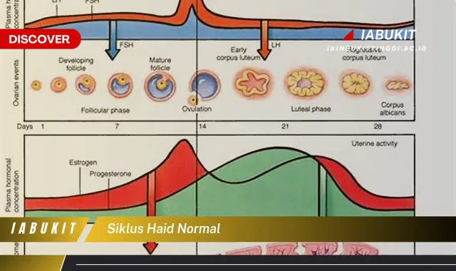 siklus haid normal