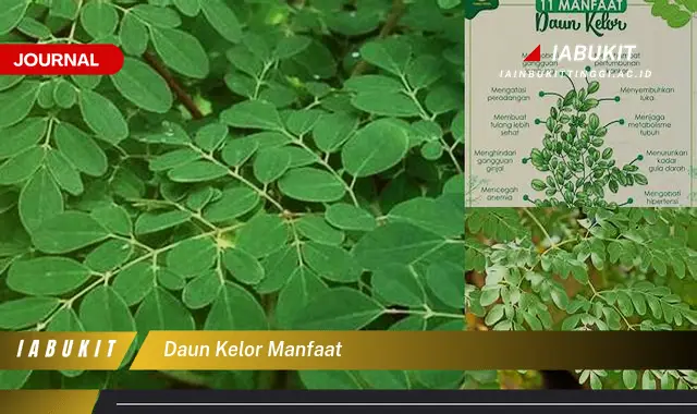 daun kelor manfaat