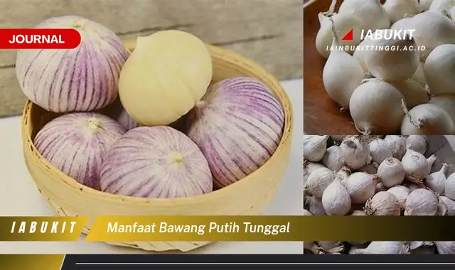 manfaat bawang putih tunggal manfaat bawang putih tunggal