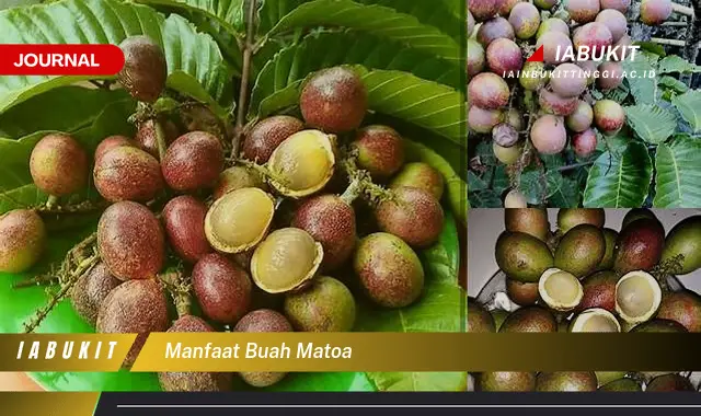 manfaat buah matoa