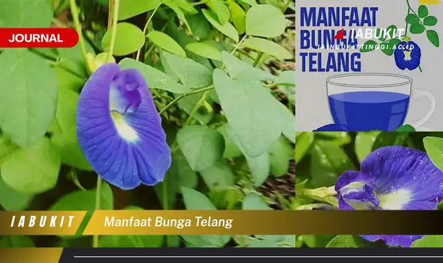 manfaat bunga telang manfaat bunga telang