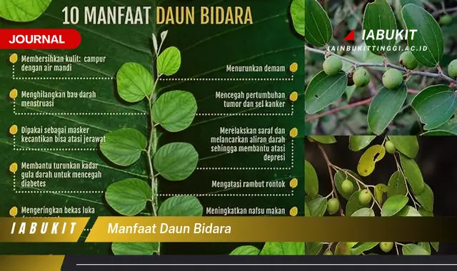 manfaat daun bidara manfaat daun bidara