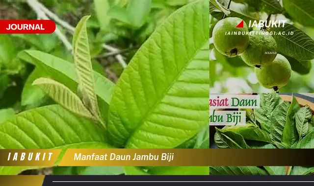 manfaat daun jambu biji