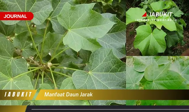 manfaat daun jarak