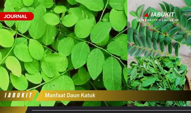 manfaat daun katuk