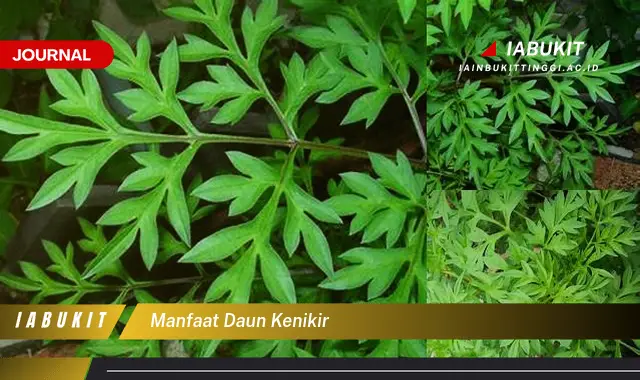 manfaat daun kenikir