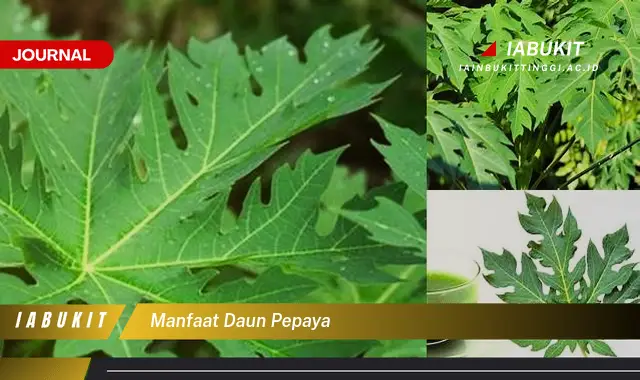 manfaat daun pepaya