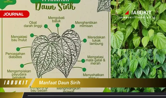 manfaat daun sirih manfaat daun sirih