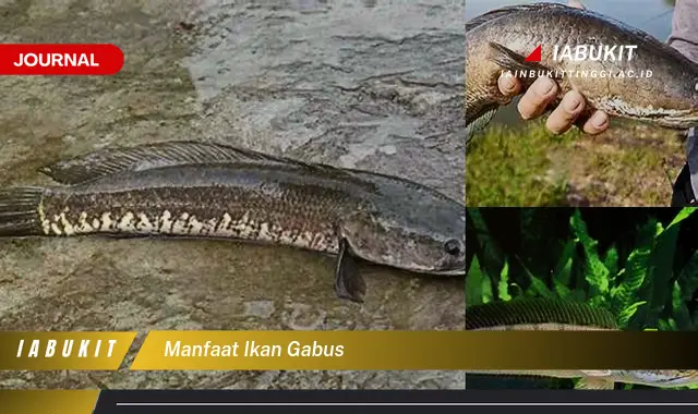 manfaat ikan gabus manfaat ikan gabus