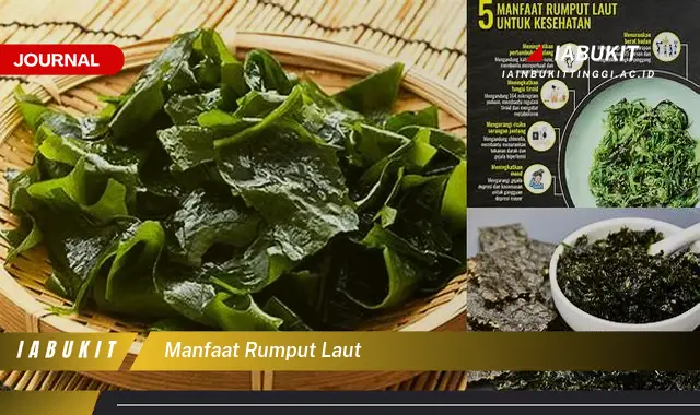 manfaat rumput laut