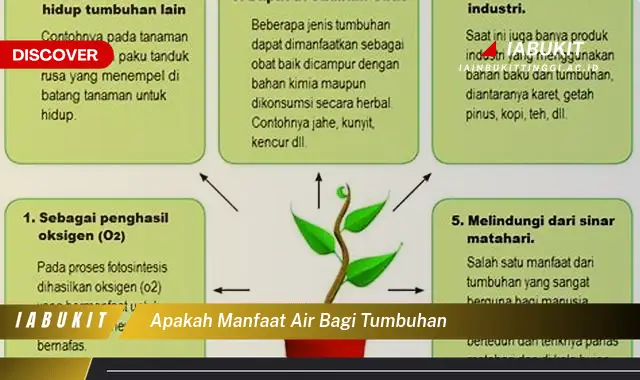 apakah manfaat air bagi tumbuhan