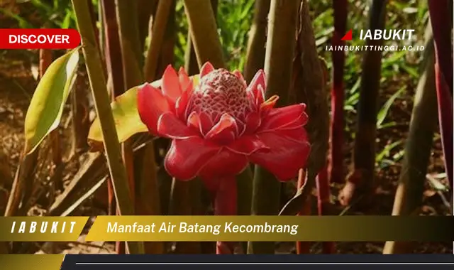 manfaat air batang kecombrang