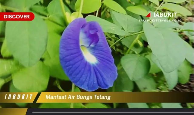 manfaat air bunga telang