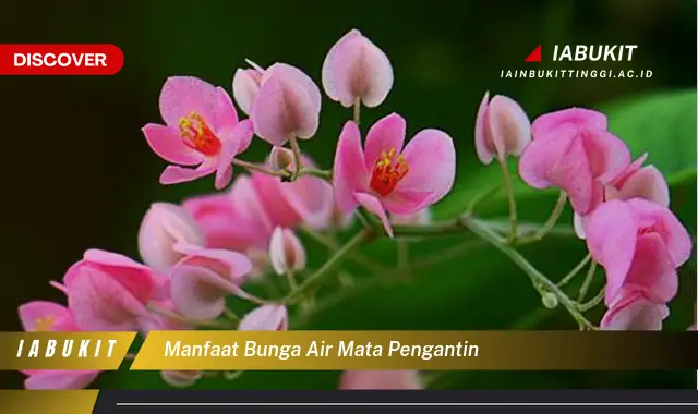 manfaat bunga air mata pengantin