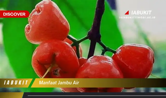 manfaat jambu air