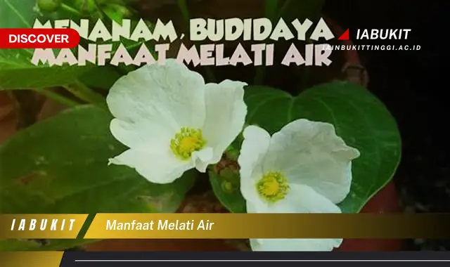 manfaat melati air manfaat melati air