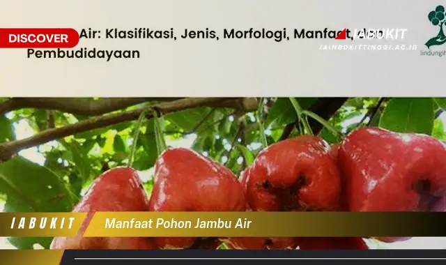 manfaat pohon jambu air