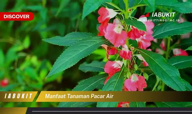 manfaat tanaman pacar air