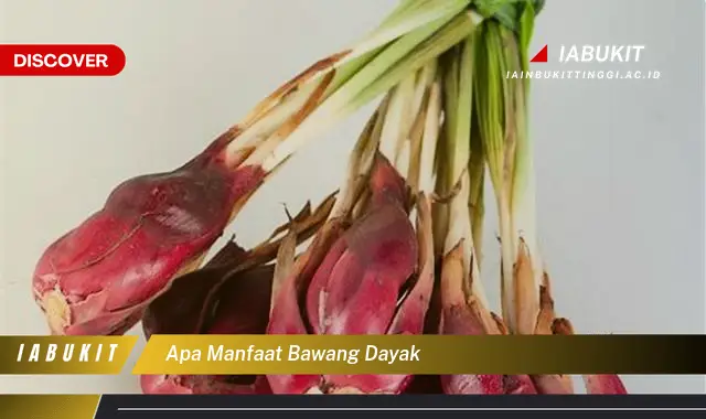 apa manfaat bawang dayak