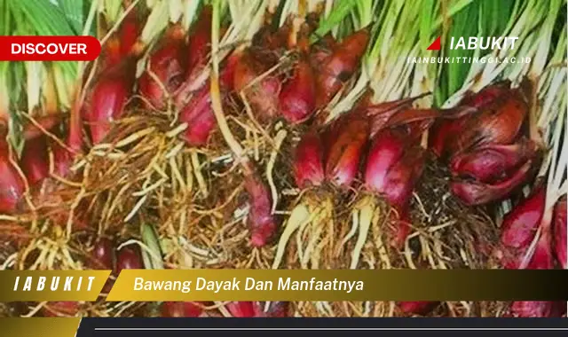 bawang dayak dan manfaatnya