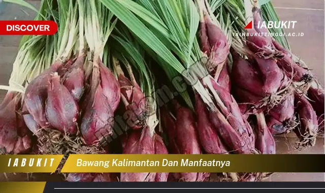 Ketahui 7 Manfaat Bawang Kalimantan yang Bikin Kamu Penasaran