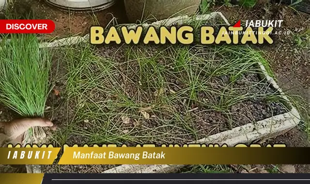 manfaat bawang batak