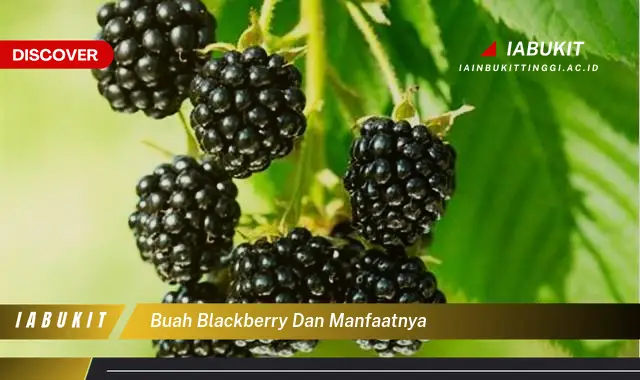 buah blackberry dan manfaatnya