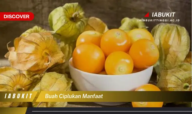 buah ciplukan manfaat