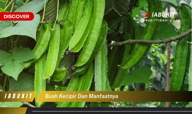 Bukan Cuma Daun Kecipir, Ketahui 7 Manfaat Buah Kecipir Yang Bikin Penasaran