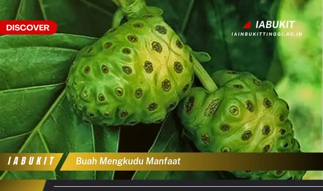 buah mengkudu manfaat