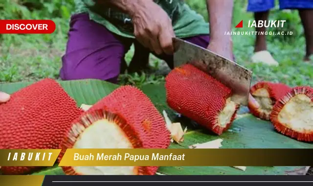 buah merah papua manfaat