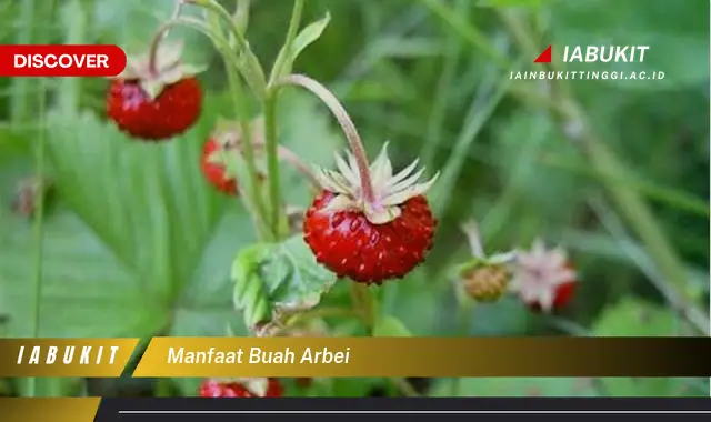 manfaat buah arbei