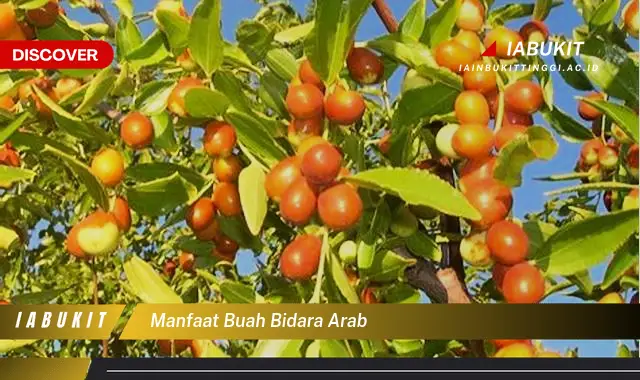 manfaat buah bidara arab