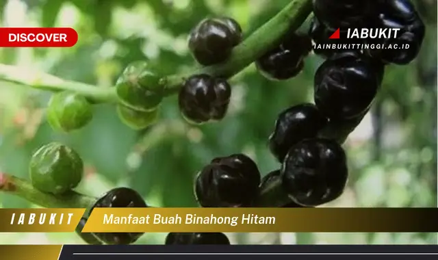 manfaat buah binahong hitam