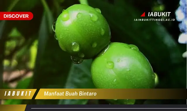 manfaat buah bintaro