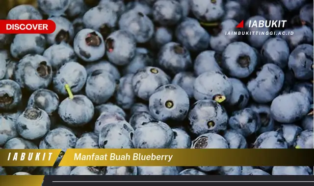 manfaat buah blueberry