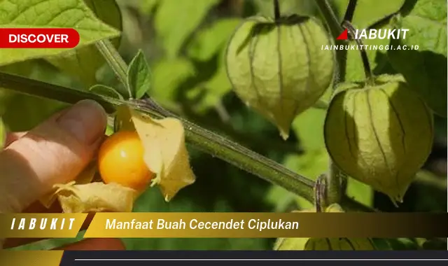 manfaat buah cecendet ciplukan