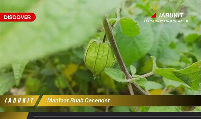 Intip 7 manfaat buah cecendet yang bikin kamu penasaran - Discover