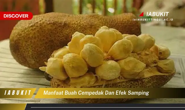 manfaat buah cempedak dan efek samping